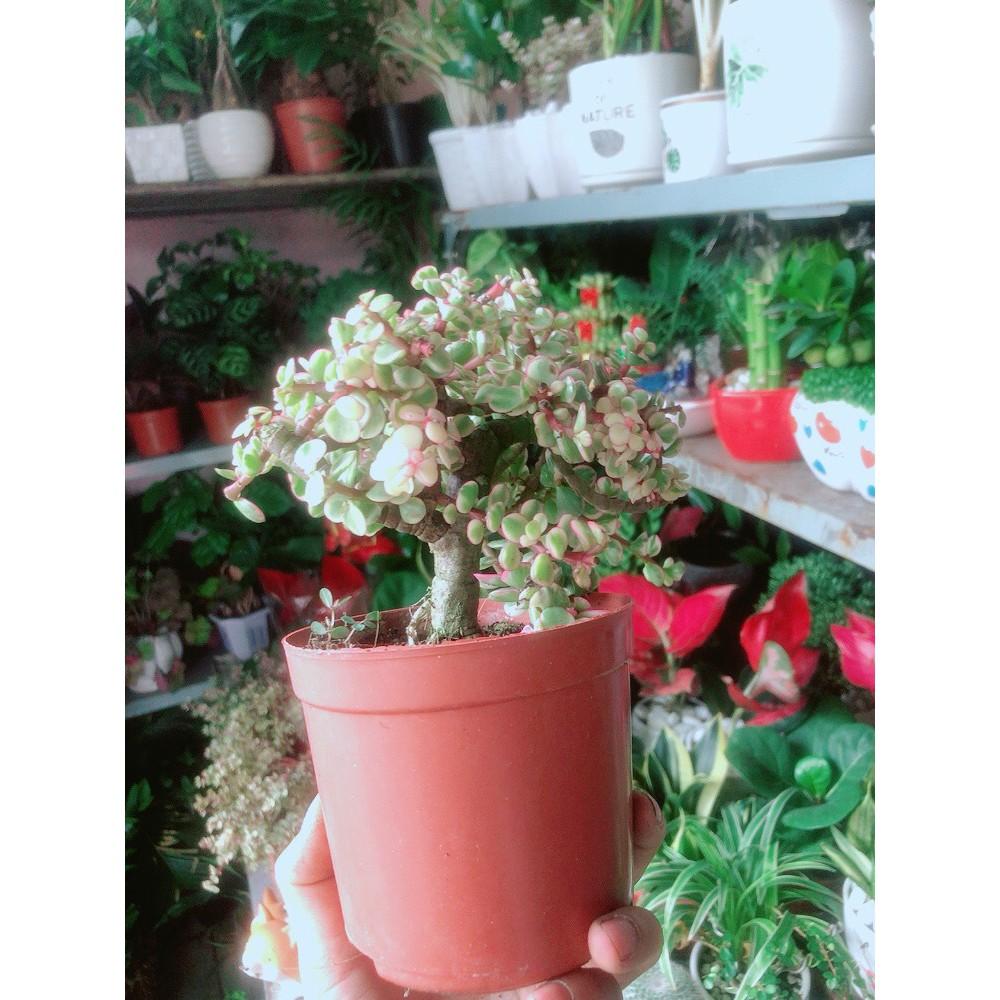 Cành Vàng Lá Ngọc Thân Cổ Thụ