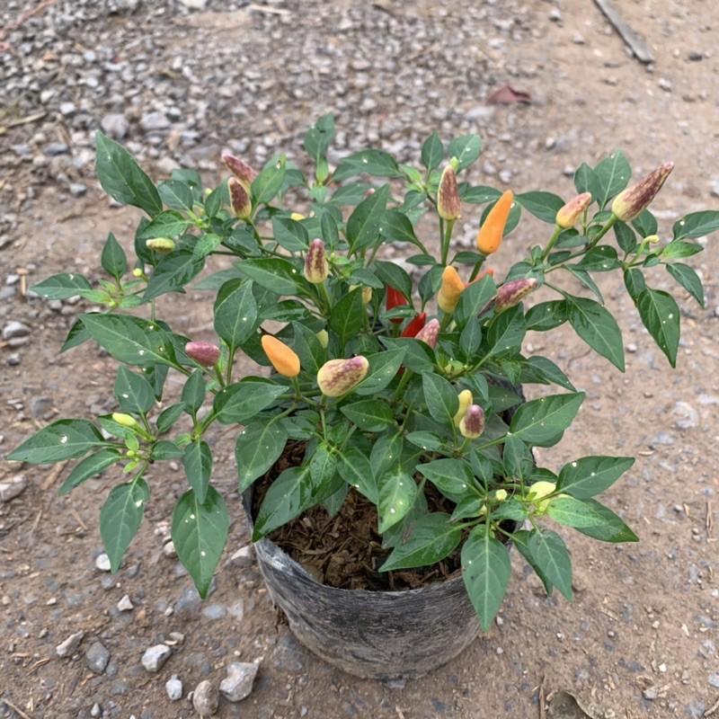 Cây ớt cảnh nhiều màu trồng bịch cao 15cm, cây cực sai quả và xum xuê hoa lá, trồng làm cây gia vị và trang trí sân vườn