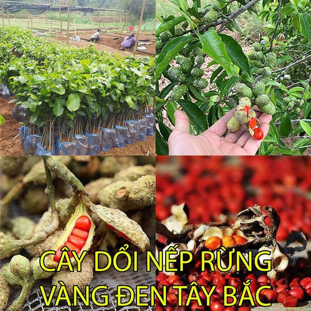 Cây Giống Dổi Nếp Rừng lấy hạt lấy gỗ, Dổi Ghép Dổi Thực Sinh bầu đất lớn 1kg, mệnh danh là Vàng Đen Tây Bắc