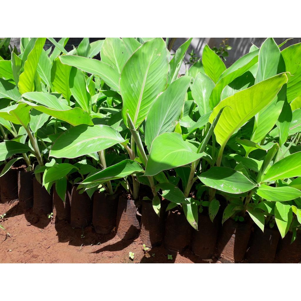 CÂY GIỐNG CHUỐI HỘT RỪNG cấy mô siêu sớm GIỐNG CHUẨN )