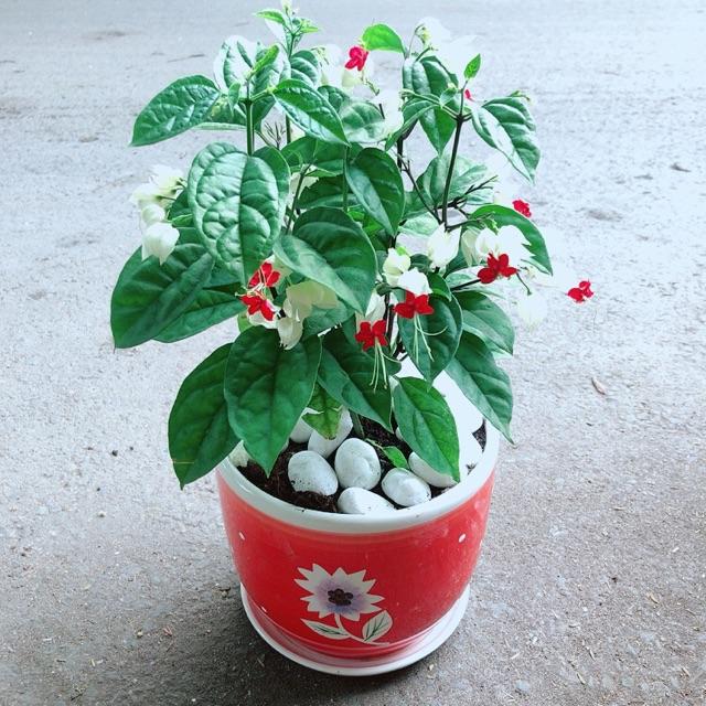 Chậu Cây Hoa Ngọc Nữ