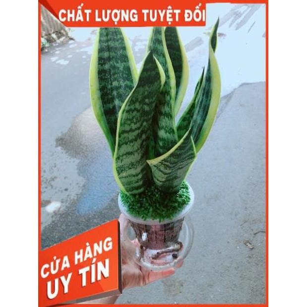 Chậu Lưỡi Hổ Thuỷ Sinh