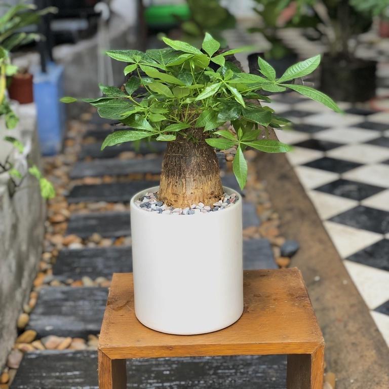 Cây Kim Ngân Củ tài lộc để bàn