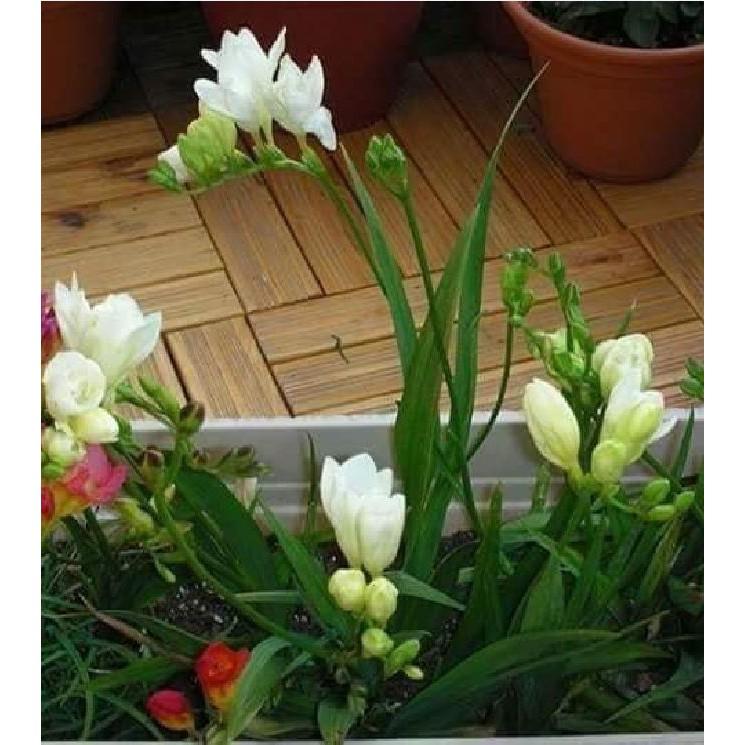 Củ giống hoa lan nam phi hoa màu trắng