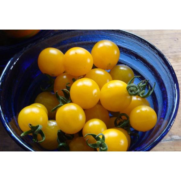 Hạt Giống Cà Chua Bi Lùn Vàng Lai F1 0.1gram