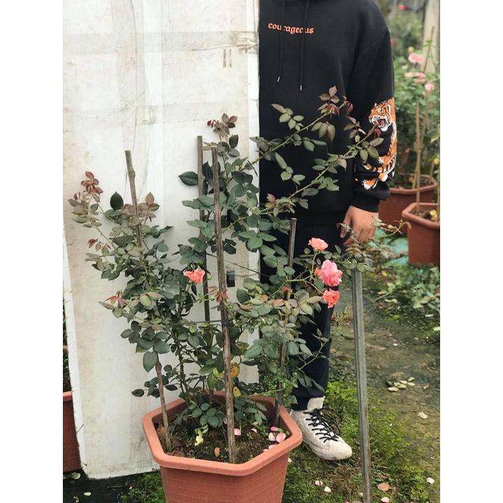 Cây hoa Hồng ngoại summer Fireworks cây nguyên bản