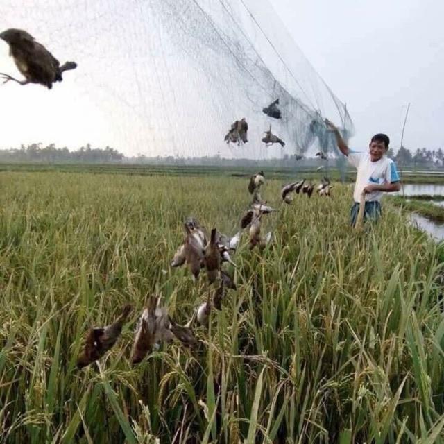 Lưỡi Bẫy Chim | lưới bẫy chim tàng hình | lưới bây chim khuyên sâu sẻ gi sáo cu gáy chích chòe chào mào vẹt....