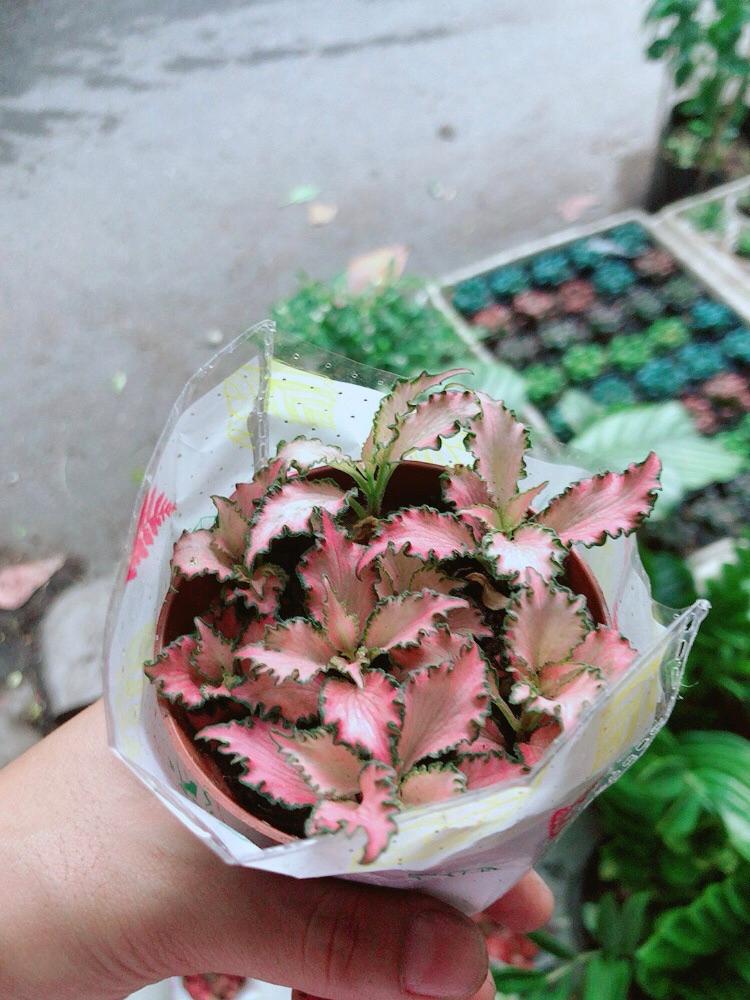 Lá Cẩm Nhung Hồng Xoăn