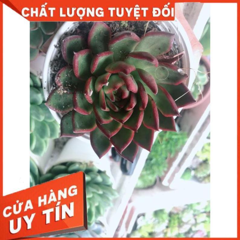 Sen đá viền lửa kèm chậu sứ trắng Nhiều Người Mua