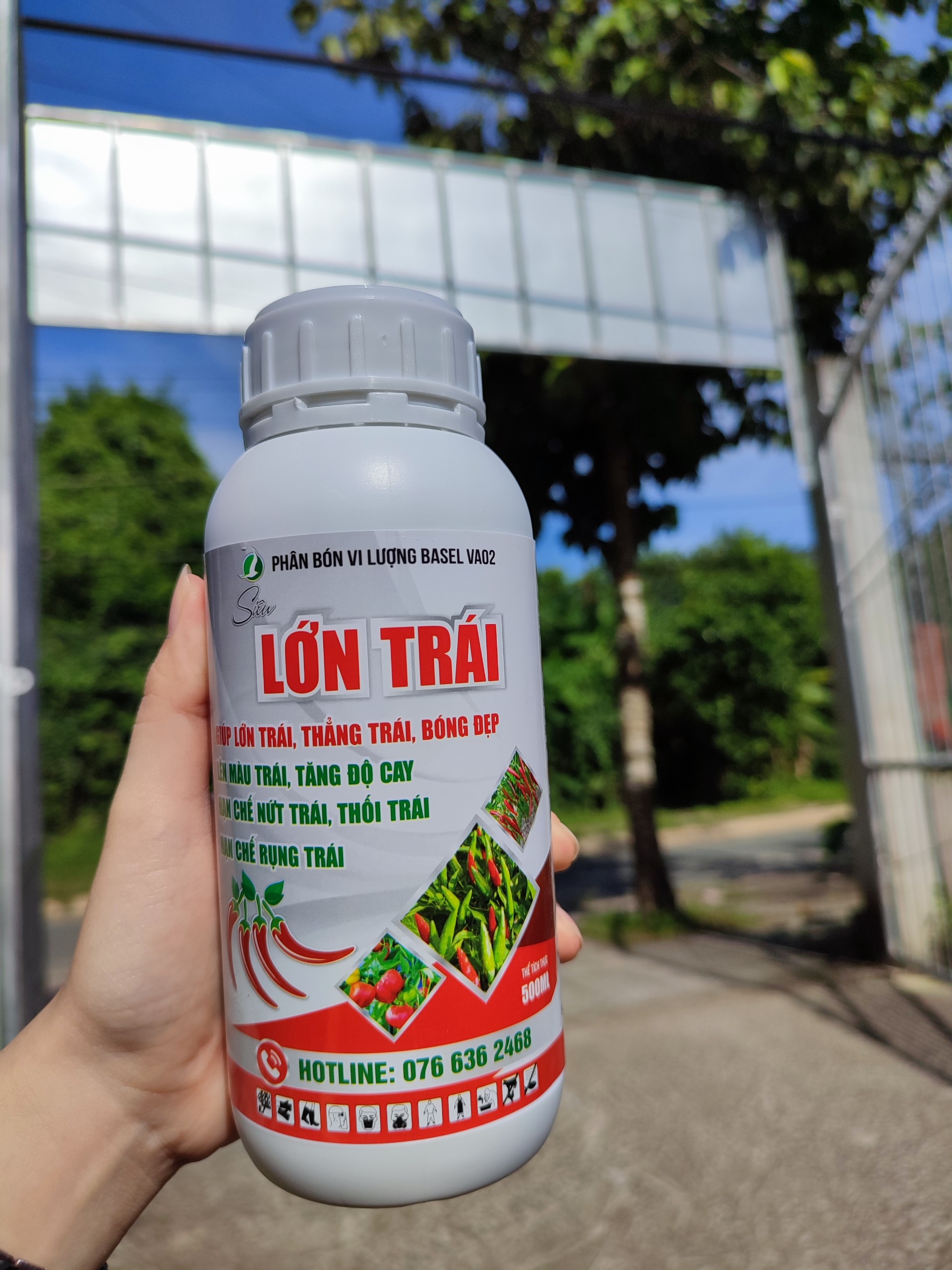 LỚN TRÁI CHUYÊN ỚT- CHAI 500ML