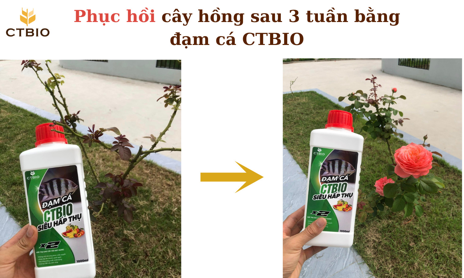 [Tặng 0.5kg humic] Đạm cá hữu cơ CTBIO Loại 1 lít tưới rau an toàn, lá xanh mướt