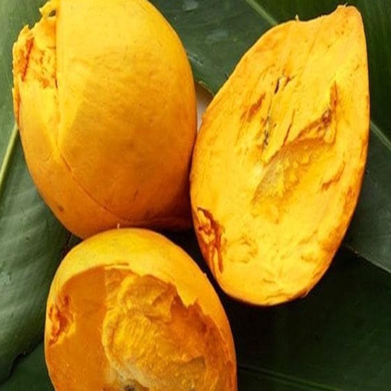 Cây lekima - cây ăn quả + tặng phân bón