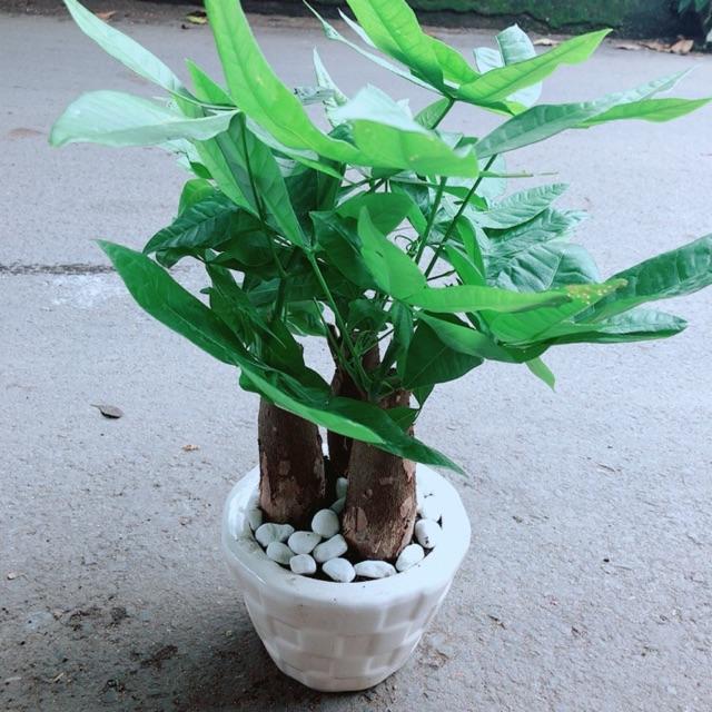 Chậu Kim Ngân 3 Thân Lớn