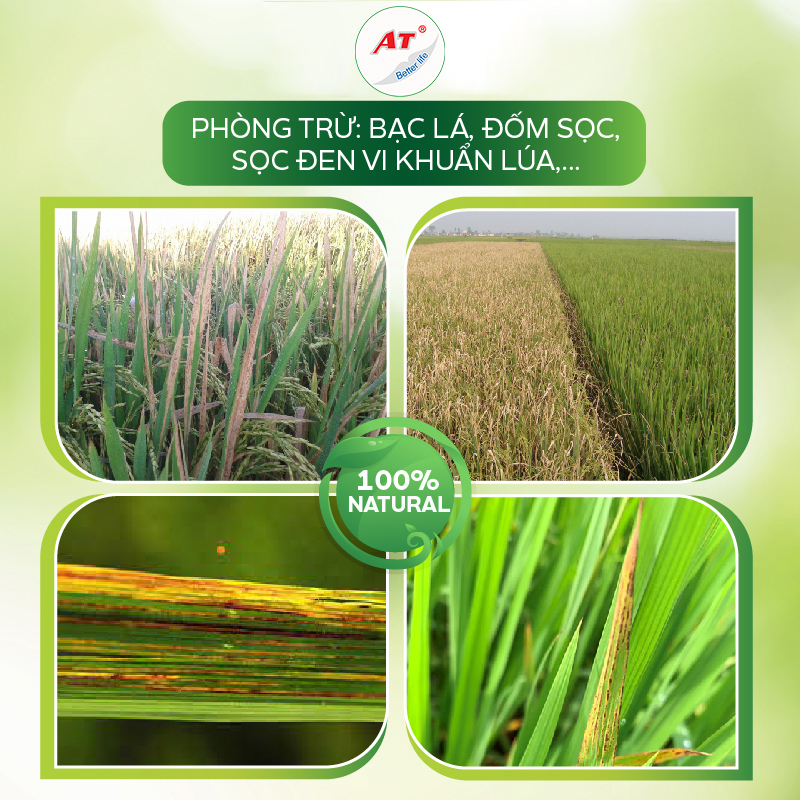 Chống bạc lá, sọc đen vi khuẩn chuyên lúa – Nano Đồng lúa 500ml