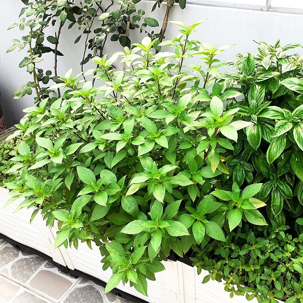 Hạt giống Rau Quế lá to Rado 25 gói 10gr
