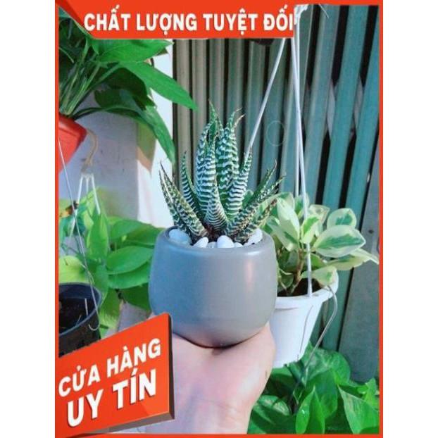 Chậu Móng Rồng