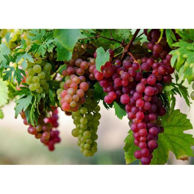 Cây giống NHO LEO NINH THUẬN - Hàng cây giống chuẩn F1