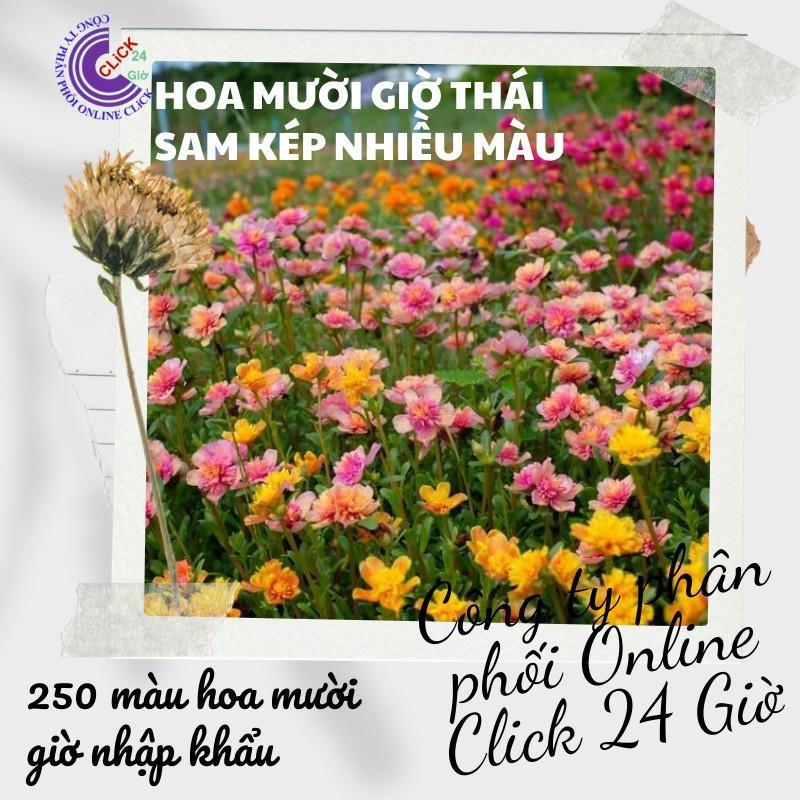 1 Ký Cành Giống Hoa Sam Thái Kép Siêu Đẹp Nở Cả Ngày Bộ Sưu Tập 30 Màu Hoa Mười Giờ Sam Hoa Mười Giờ Bonsai &amp; Phụ Kiện