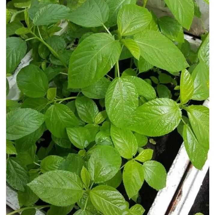 Hạt giống Rau đay trắng/ rau đay đỏ, đóng gói 10gr