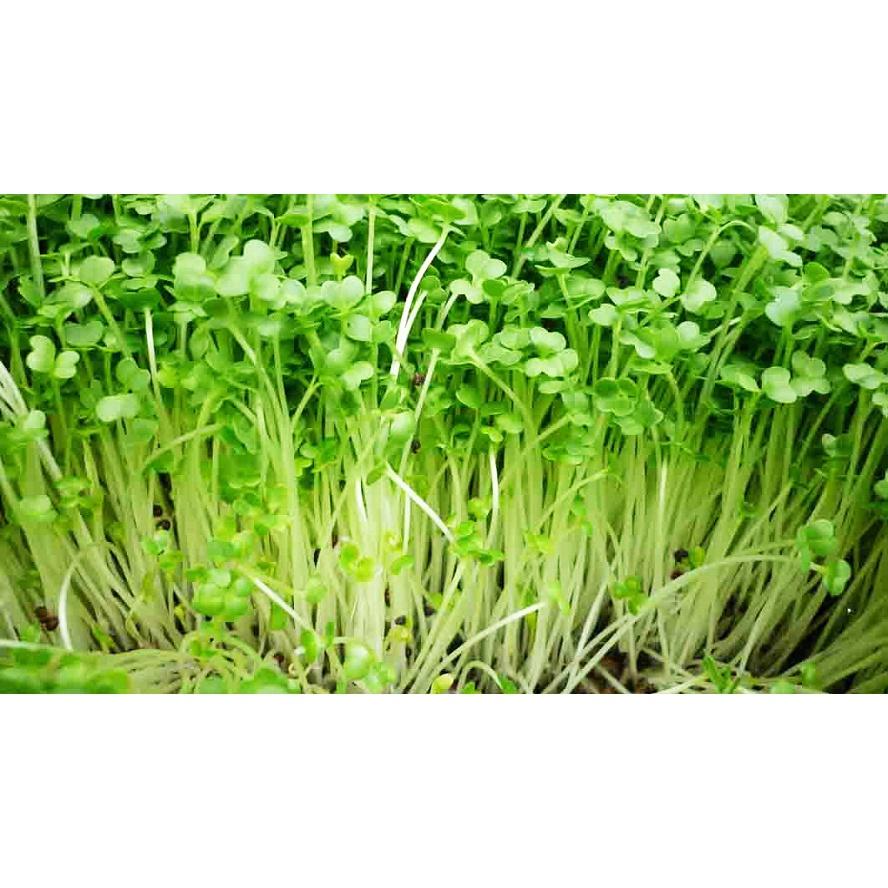 Hạt Giống Rau Mầm Cải Ngọt - Ngon Giòn - Gói 50Gr