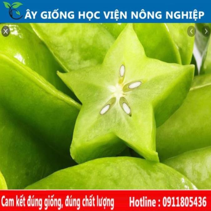 Sản phẩm Cây Ăn Trái cây giống khế chua sai quả của viện nghiên cứu cây trồng nông nghiệp