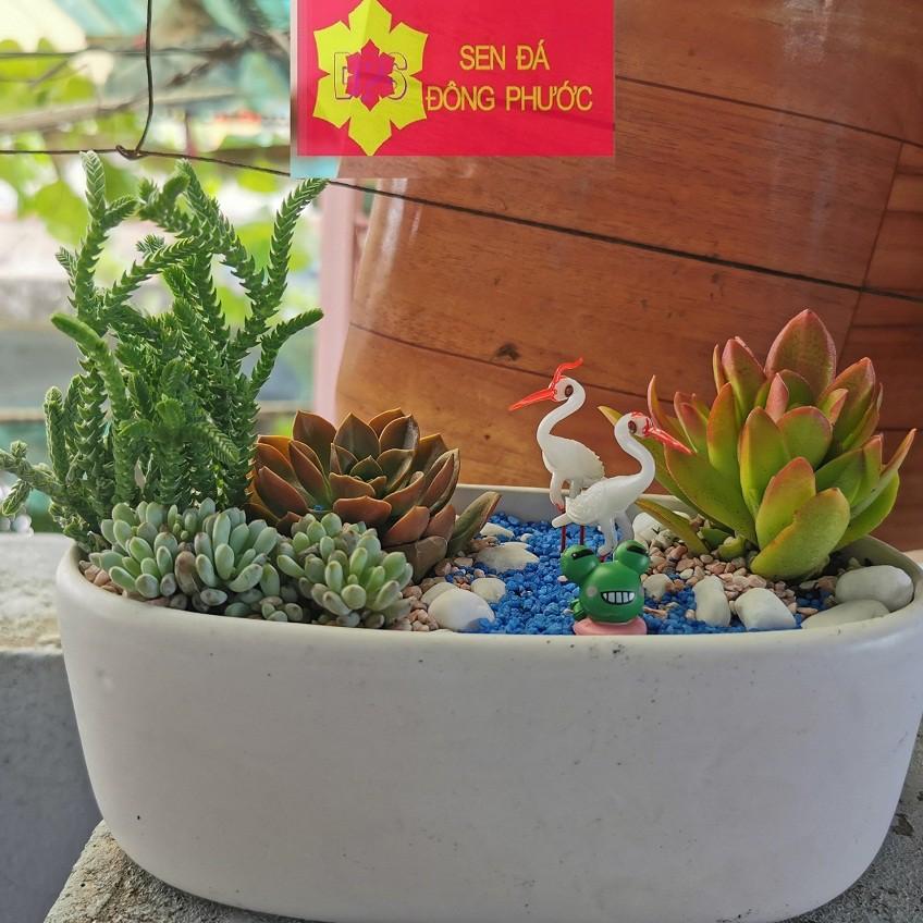 Chậu sứ cao cấp hình oval các màu - chậu trồng tiểu cảnh sen đá, xương rồng, cây phong thuỷ văn phòng đẹp