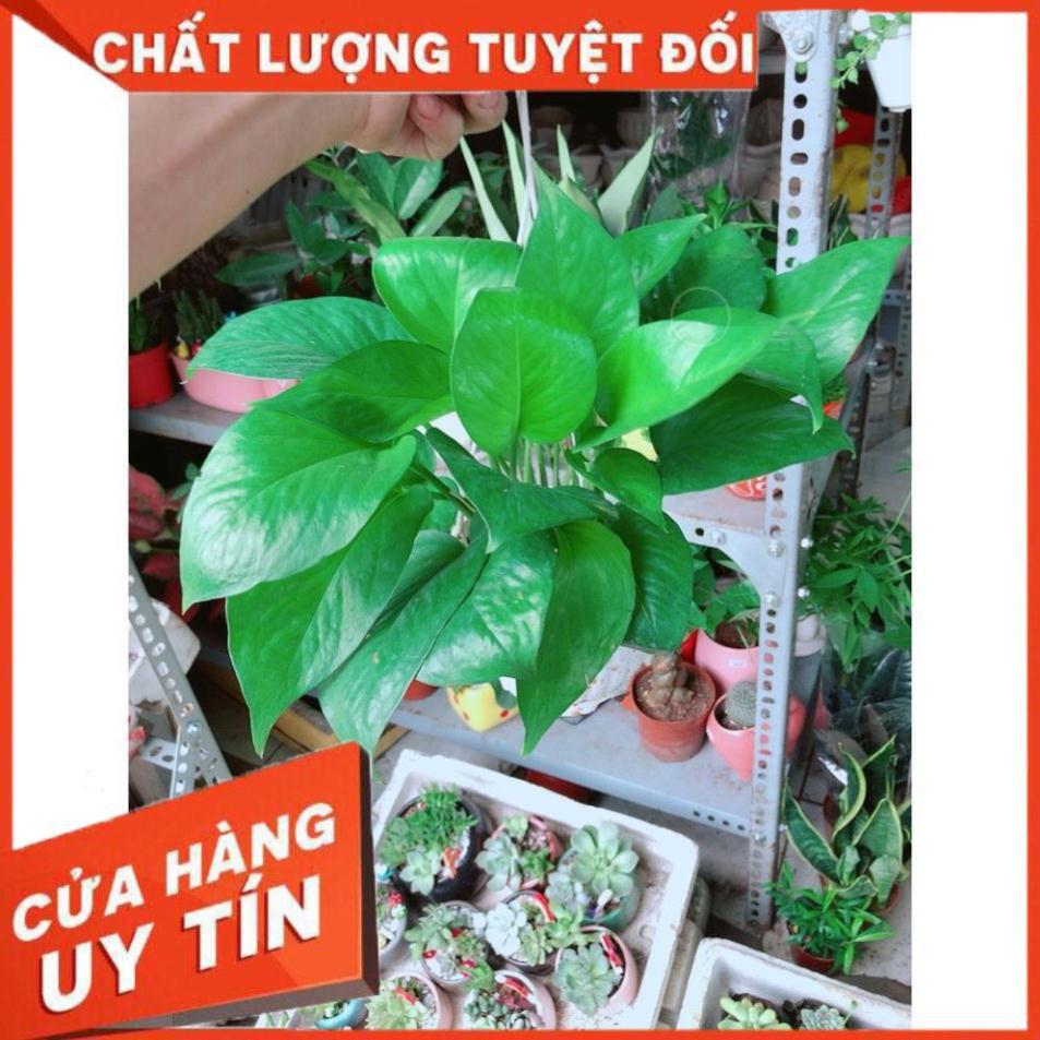 Chậu Trầu Bà Treo