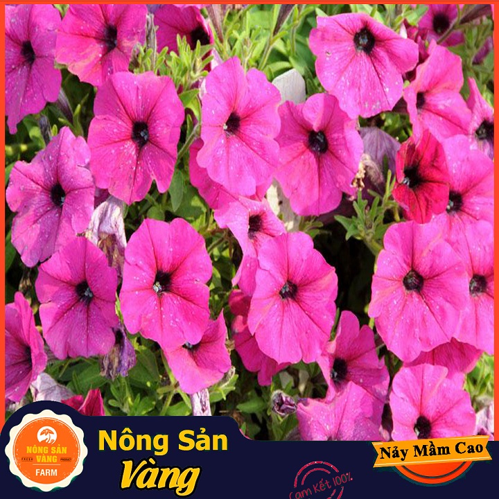 Hạt giống Hoa Dạ Yên Thảo Mix Màu - Nông Sản Vàng