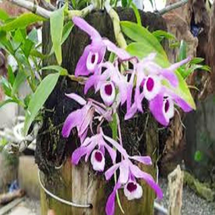 Sản Phẩm Hoa phong lan- hoàng thảo kèn