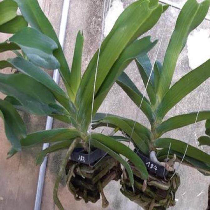 Hoa lan giáng hương ngọc điểm trắng