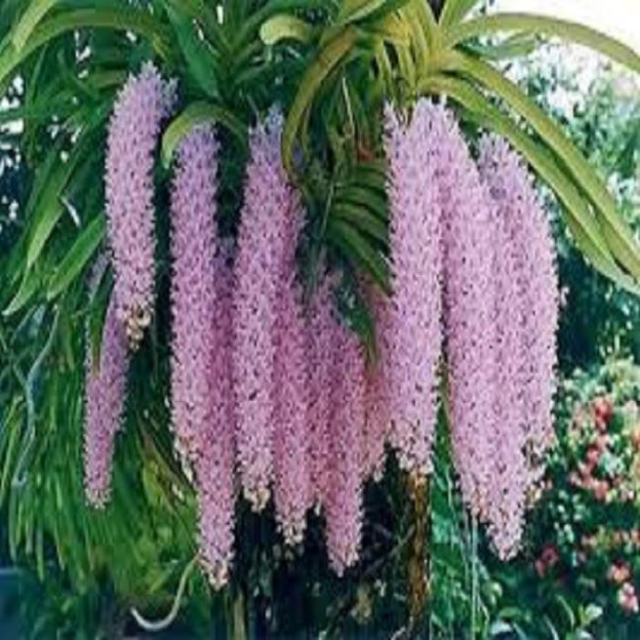 Hoa lan giáng hương đuôi chồn+ 700g phân thỏ hữu cơ