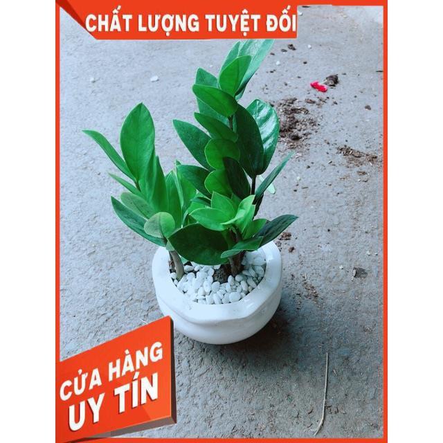 Chậu Kim Tiền Thái