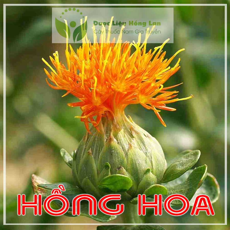 500g Hồng Hoa Tây Tạng khô sạch