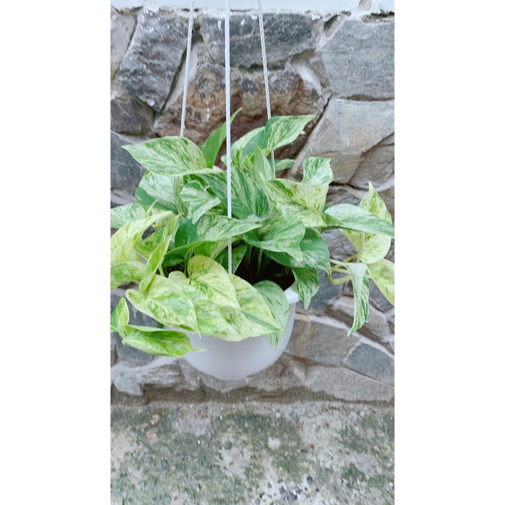 Chậu Trầu Bà Sữa