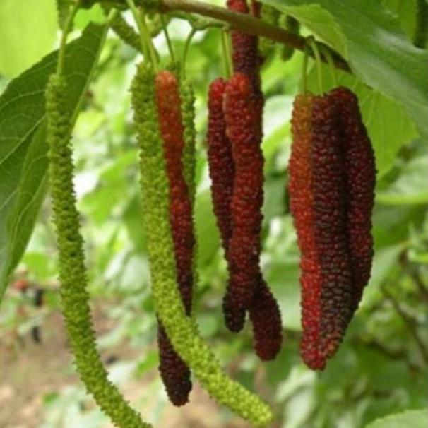 Dâu quả dài Đài Loan không có vị chua,ngọt lịm