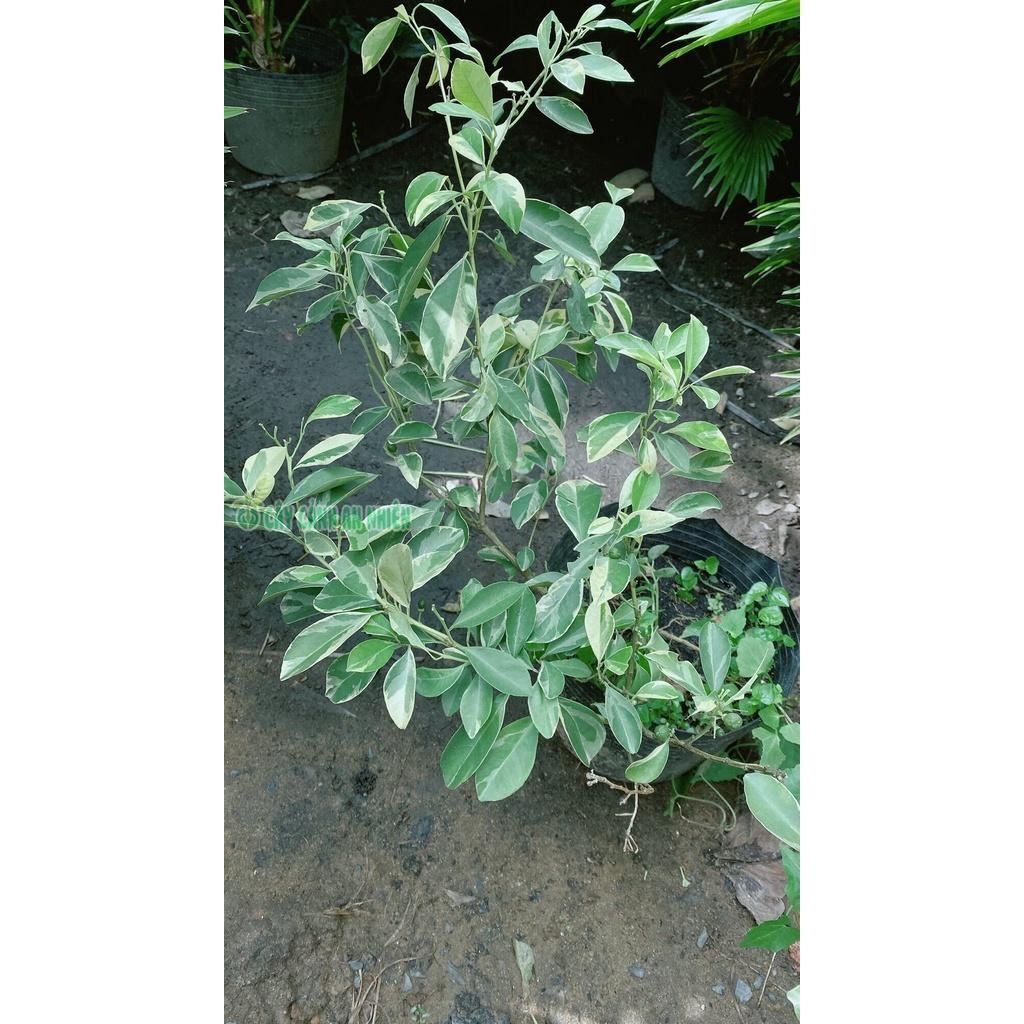 Cây Tắc Cẩm Thạch