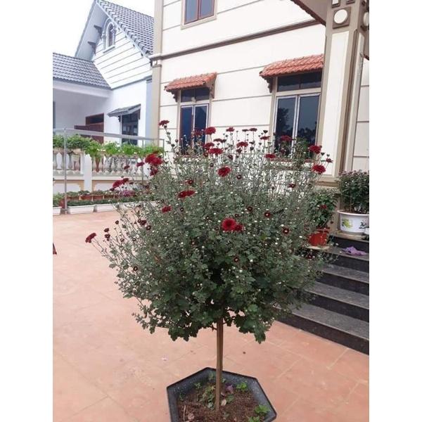 Hoa Cúc cổ sơn la - cây to đại