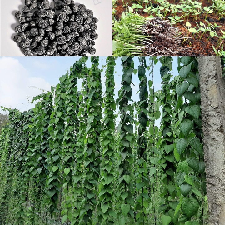 Hạt giống cây sương sâm lông rừng gói (110 hạt) nảy mầm cao, lá to, dễ trồng trên mọi loại đất