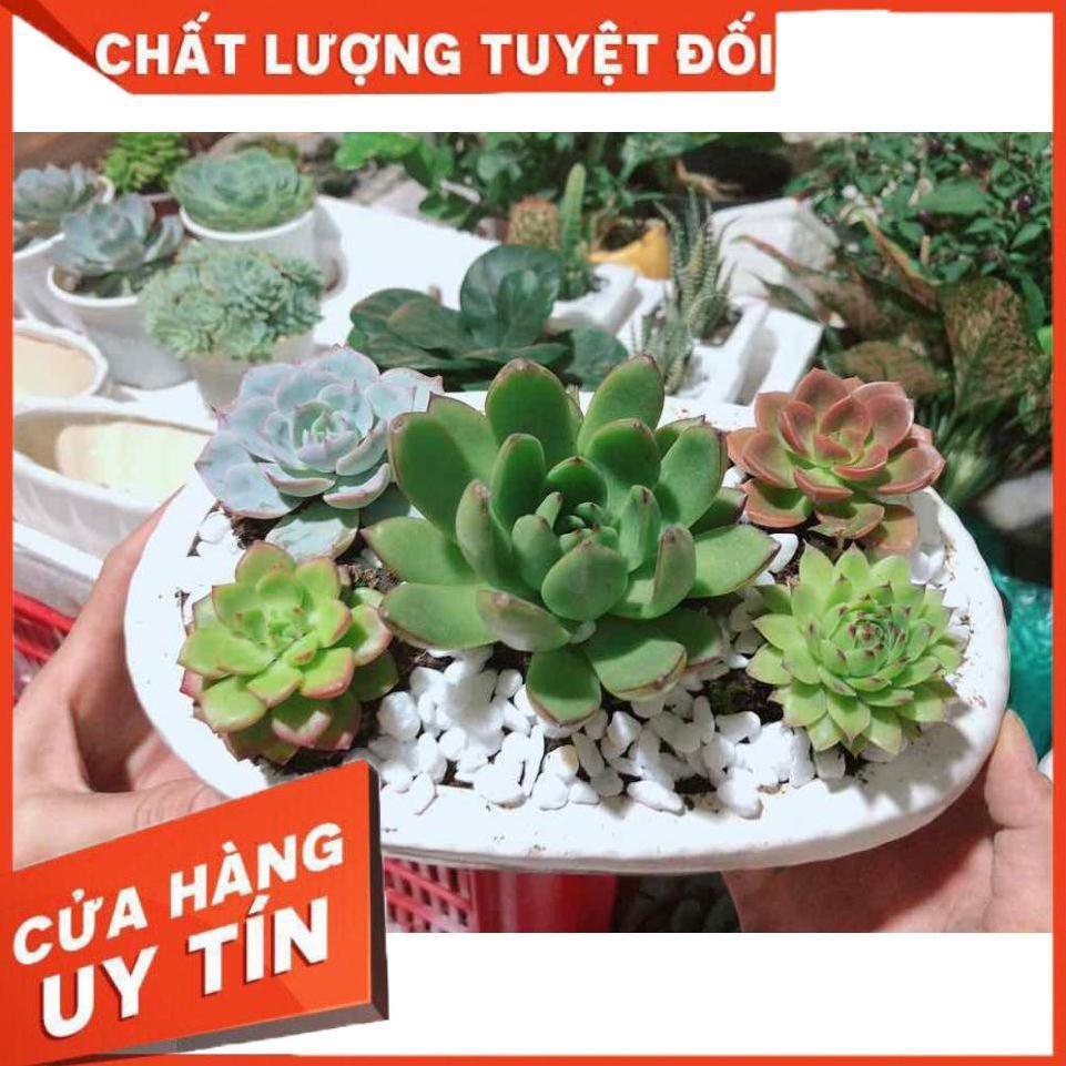Chậu sen đá mix sẵn Nhiều Người Mua