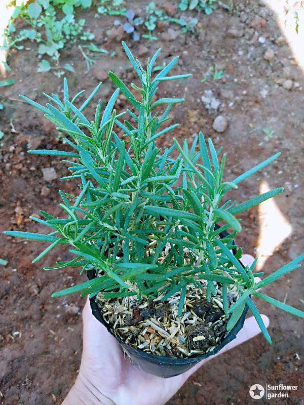 Cây hương thảo nhỏ rosemary cây đẹp chuẩn giống