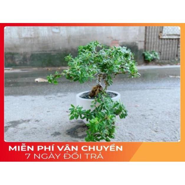 Chậu Cây Linh Sam