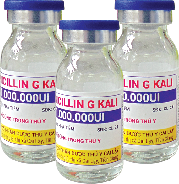 Thuốc bột pha tiêm PENICILLIN G KALI Trị viêm vú, viêm tử cung, bệnh dấu son  và nhiều bệnh nhiễm trùng khác gây ra ở trâu, bò