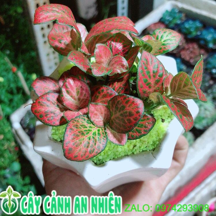 Chậu Cây Lá May Mắn Màu Đỏ