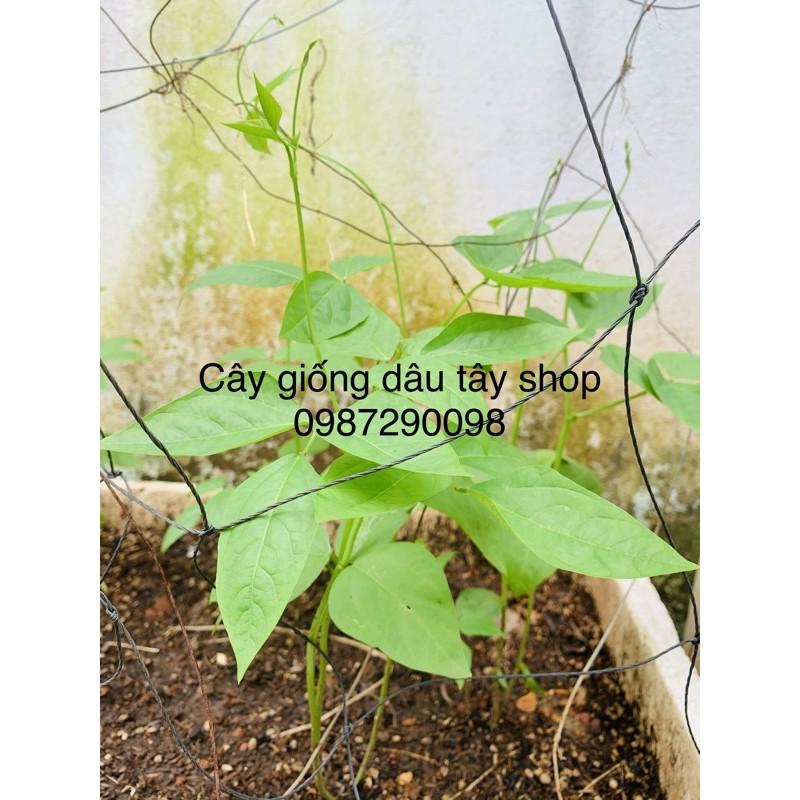 Hạt giống đậu đũa