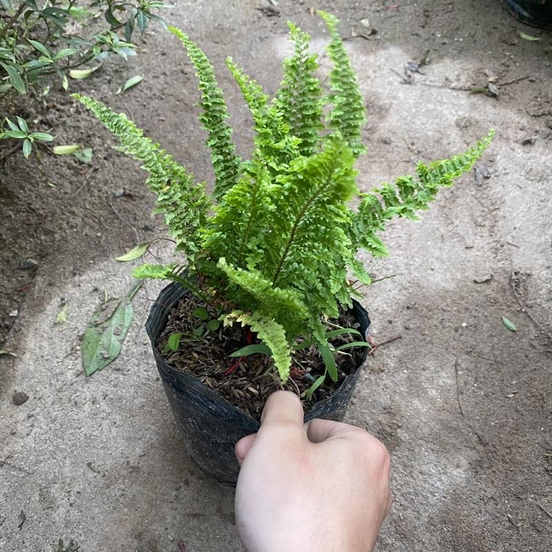 Cây dương sỉ rủ lá xoăn trồng bịch đen trang trí ban công sân vườn