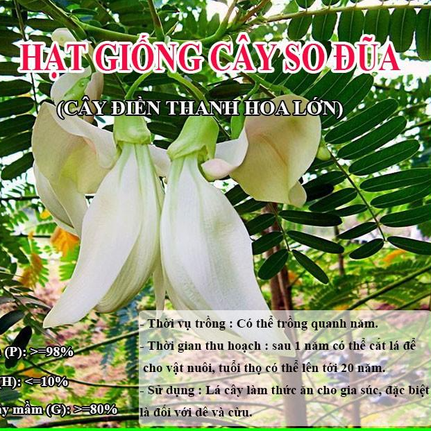 Hạt Giống Cây So Đũa  – Điền Thanh Hoa Lớn - Hạt Giống Cỏ Chăn Nuôi