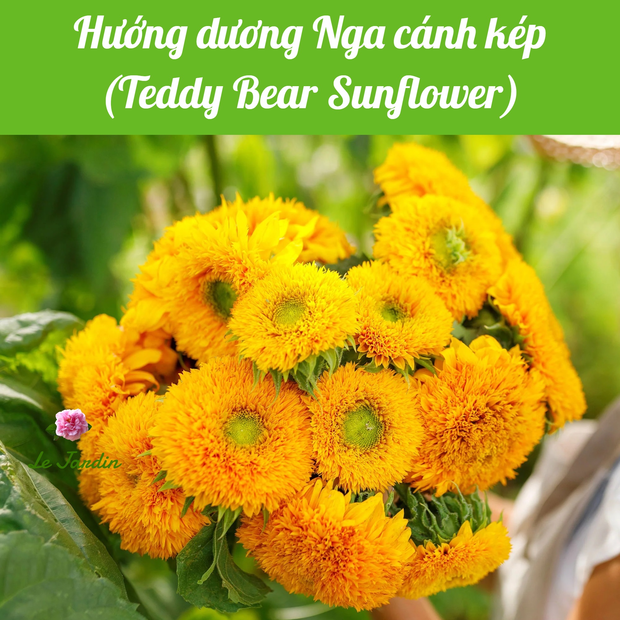 Hạt giống Hướng Dương Nga cánh kép RD838