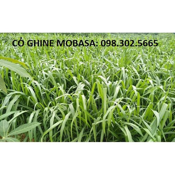 Hạt giống cỏ xả lá lớn Mobasa Ghine gói 1kg - Cỏ chăn nuôi trâu, bò, cá, dê cừu, thỏ,...