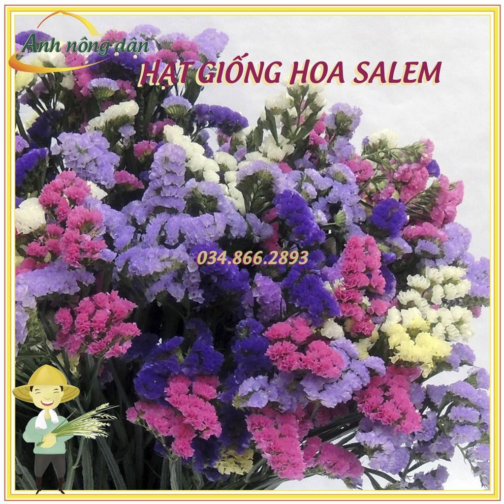 Gói 100 hạt Hạt giống hoa salem mix nhiều màu - hạt hoa dễ trồng nở đồng đều