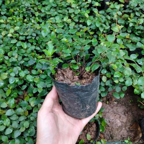 Cây vảy ốc leo tường nhiều thân siêu sinh trưởng ở mọi điều kiện sống - kh62dl